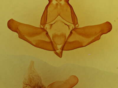 genitalia view of adult Lichnoptera decora