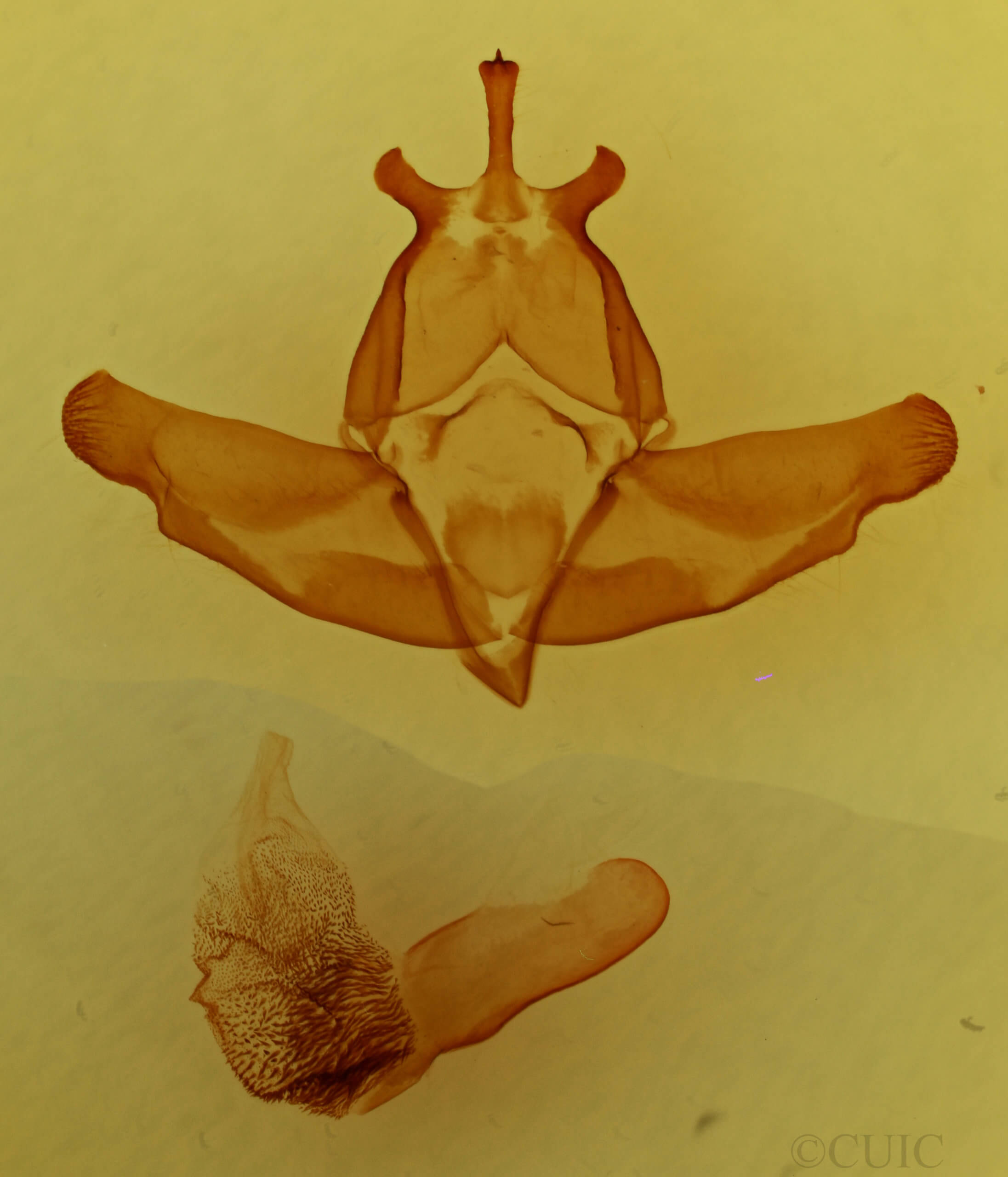 genitalia view of adult Lichnoptera decora