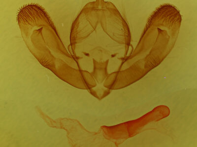 genitalia view of adult Lichnoptera gulo