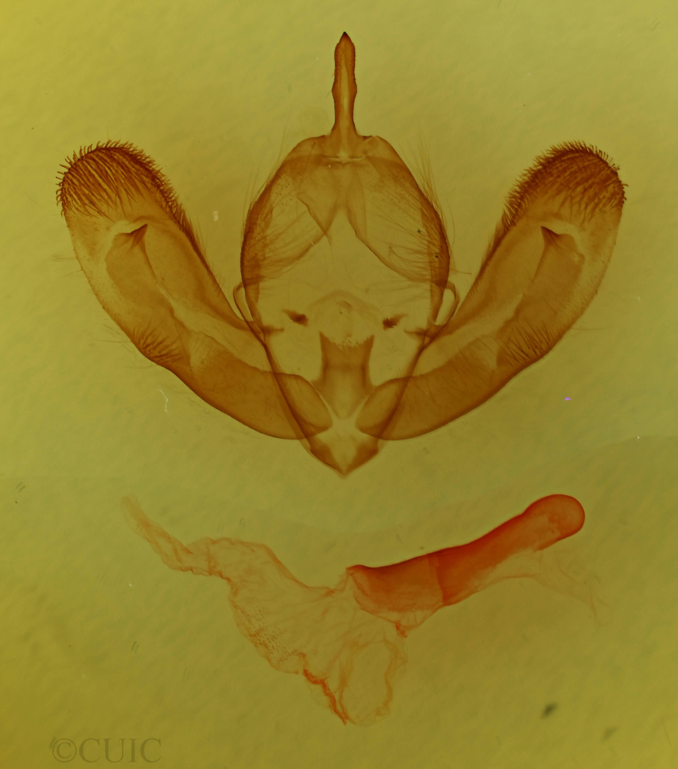 genitalia view of adult Lichnoptera gulo