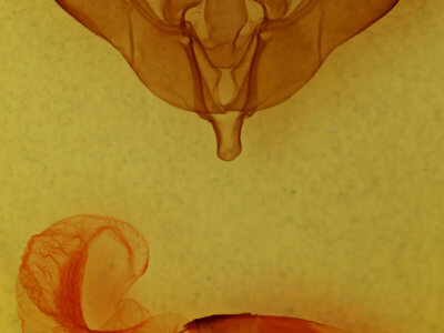 genitalia view of adult Lithomoia germana