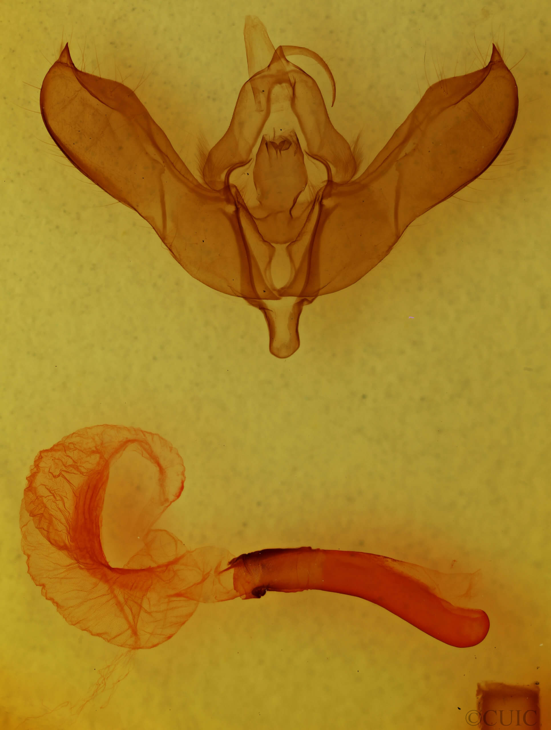 genitalia view of adult Lithomoia germana