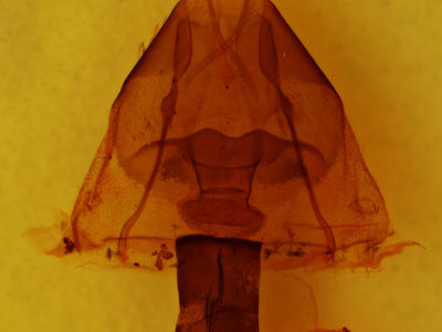 genitalia view of adult Lithomoia germana