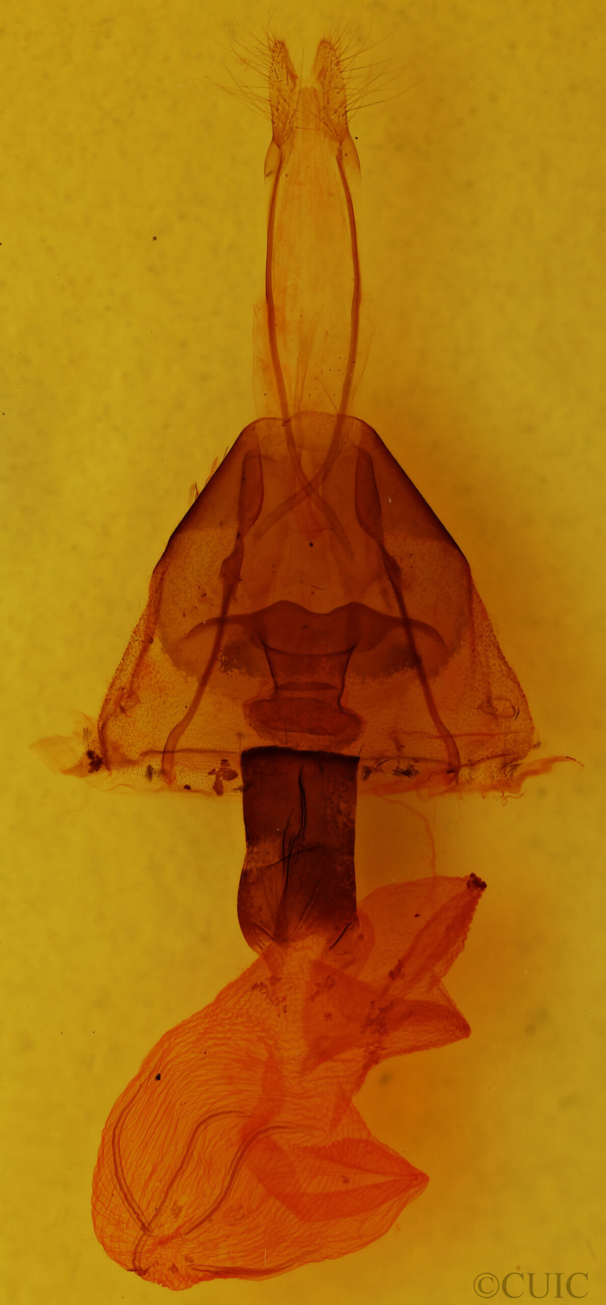 genitalia view of adult Lithomoia germana