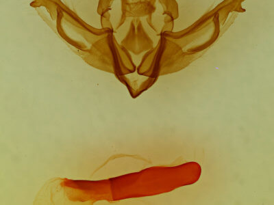 genitalia view of adult Lithophane dilatocula