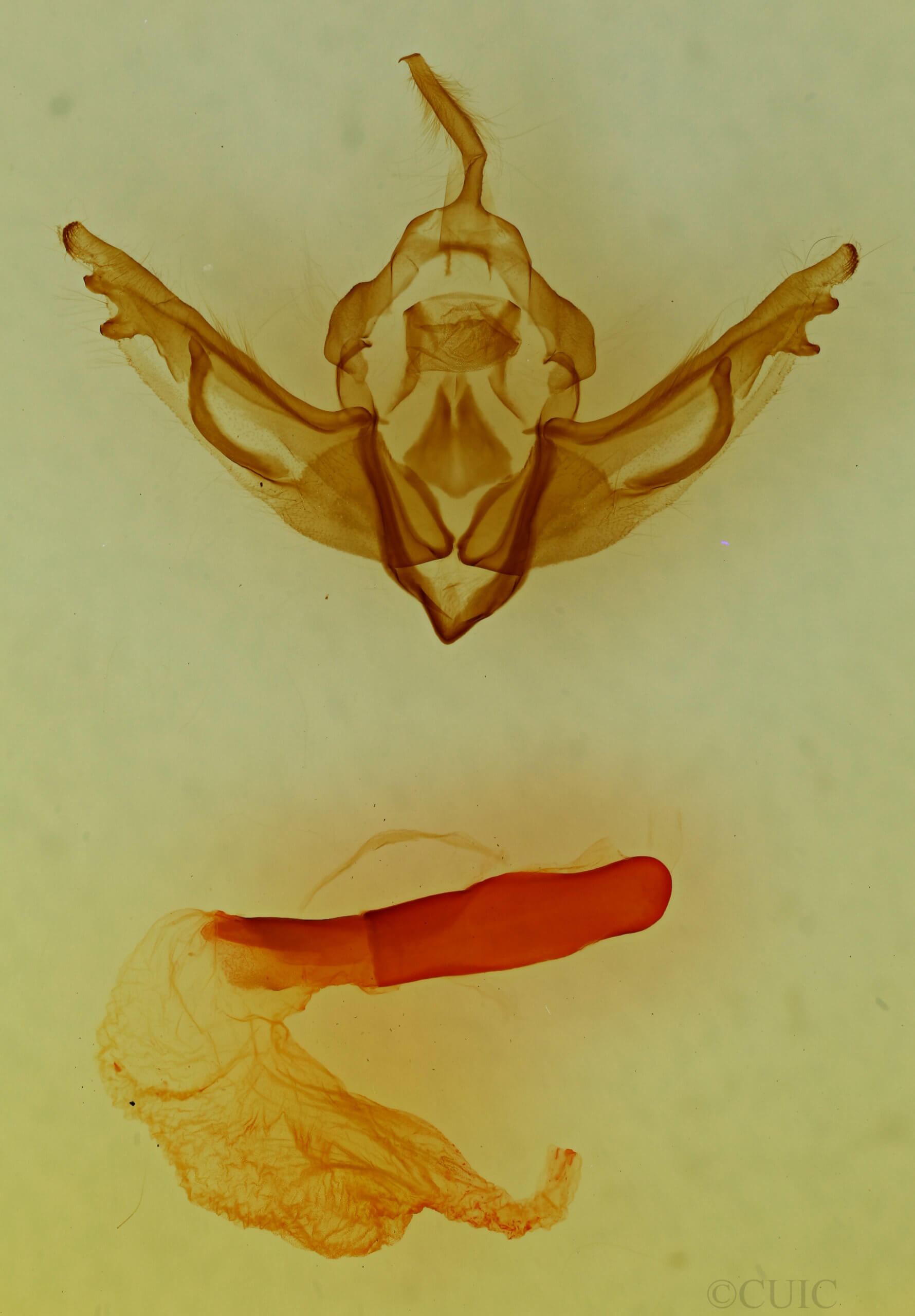 genitalia view of adult Lithophane dilatocula