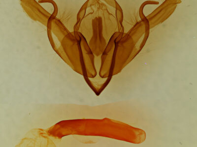 genitalia view of adult Lithophane  tarda