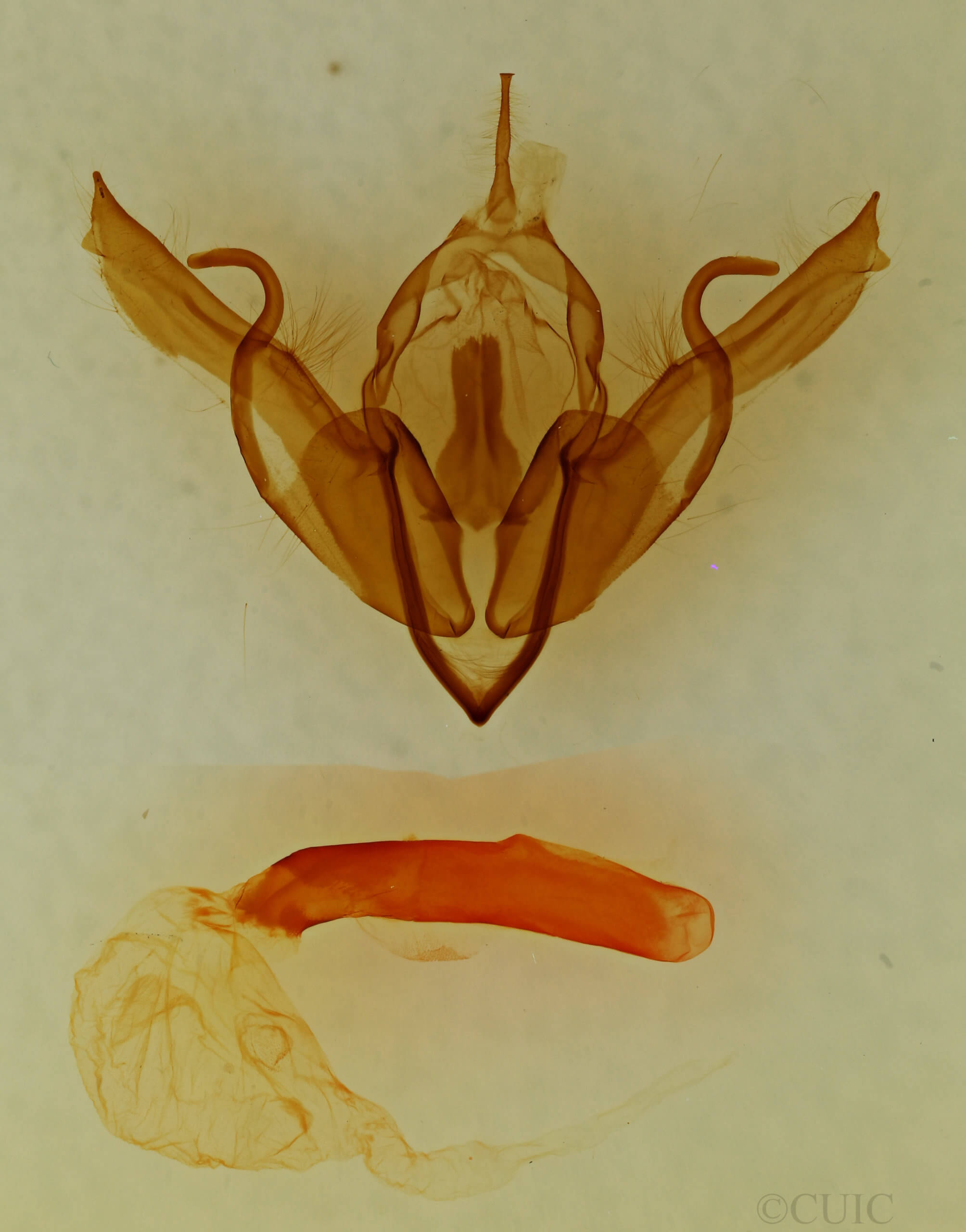 genitalia view of adult Lithophane  tarda