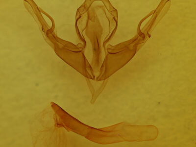 genitalia view of adult Lithophane tepida