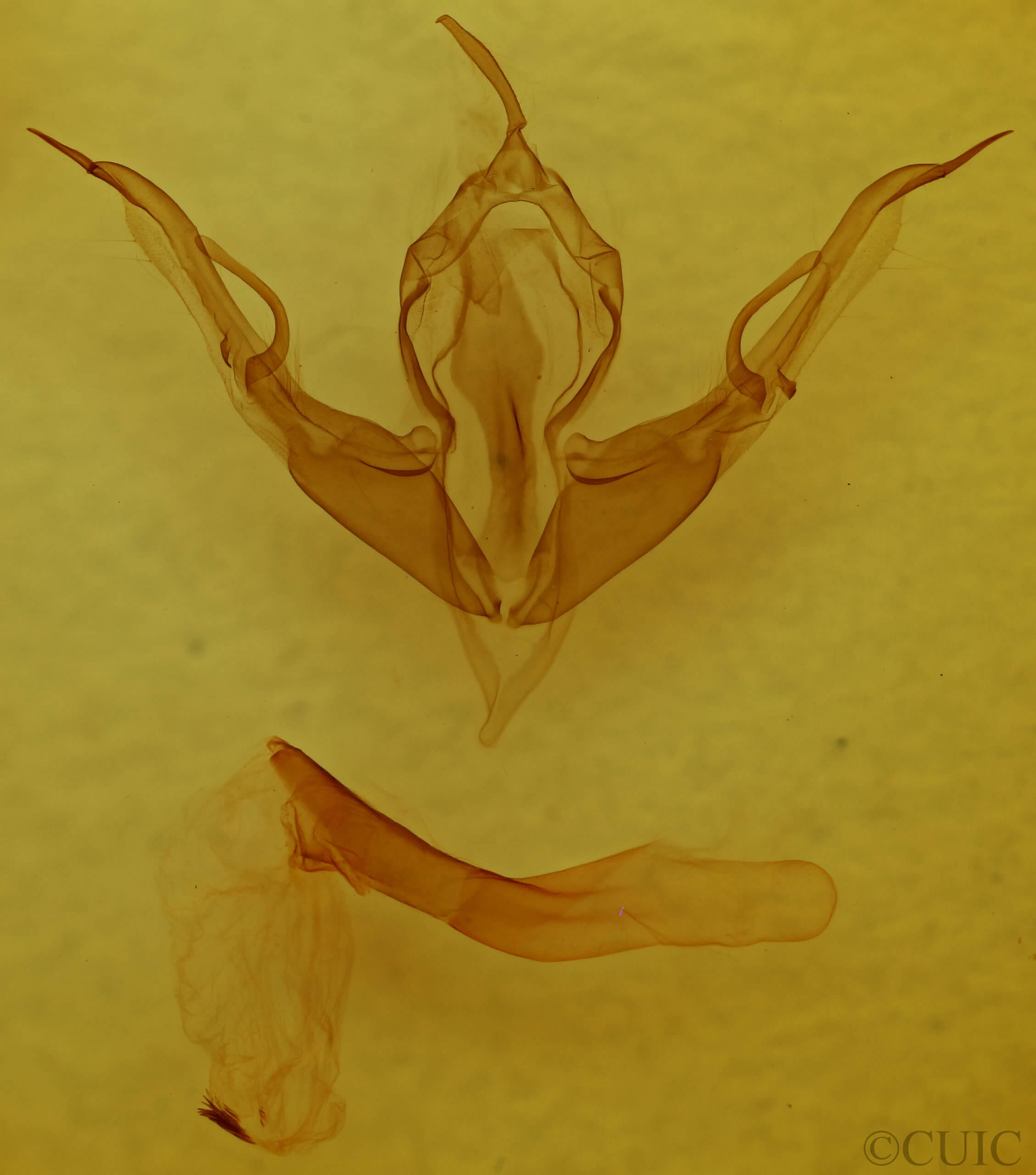 genitalia view of adult Lithophane tepida