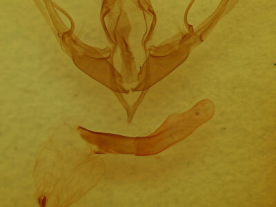 genitalia view of adult Lithophane tepida
