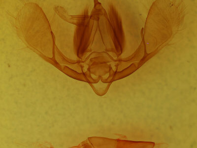 genitalia view of adult Litoprosopus coachella