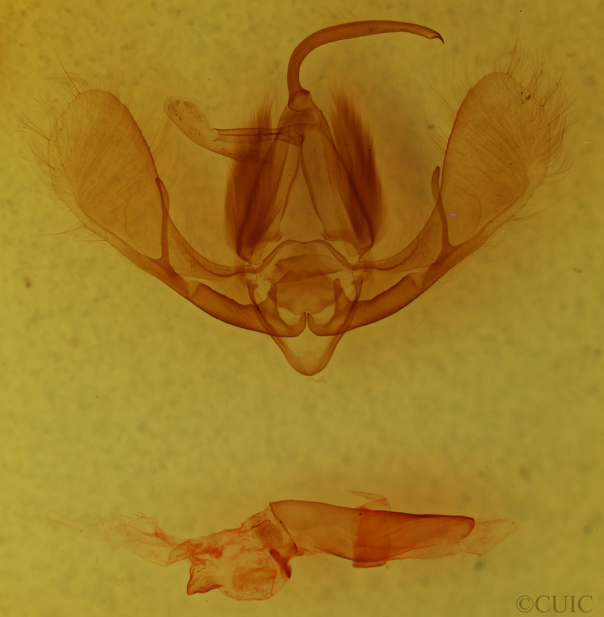 genitalia view of adult Litoprosopus coachella