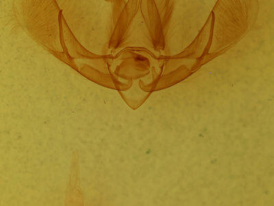 genitalia view of adult Litoprosopus futilis