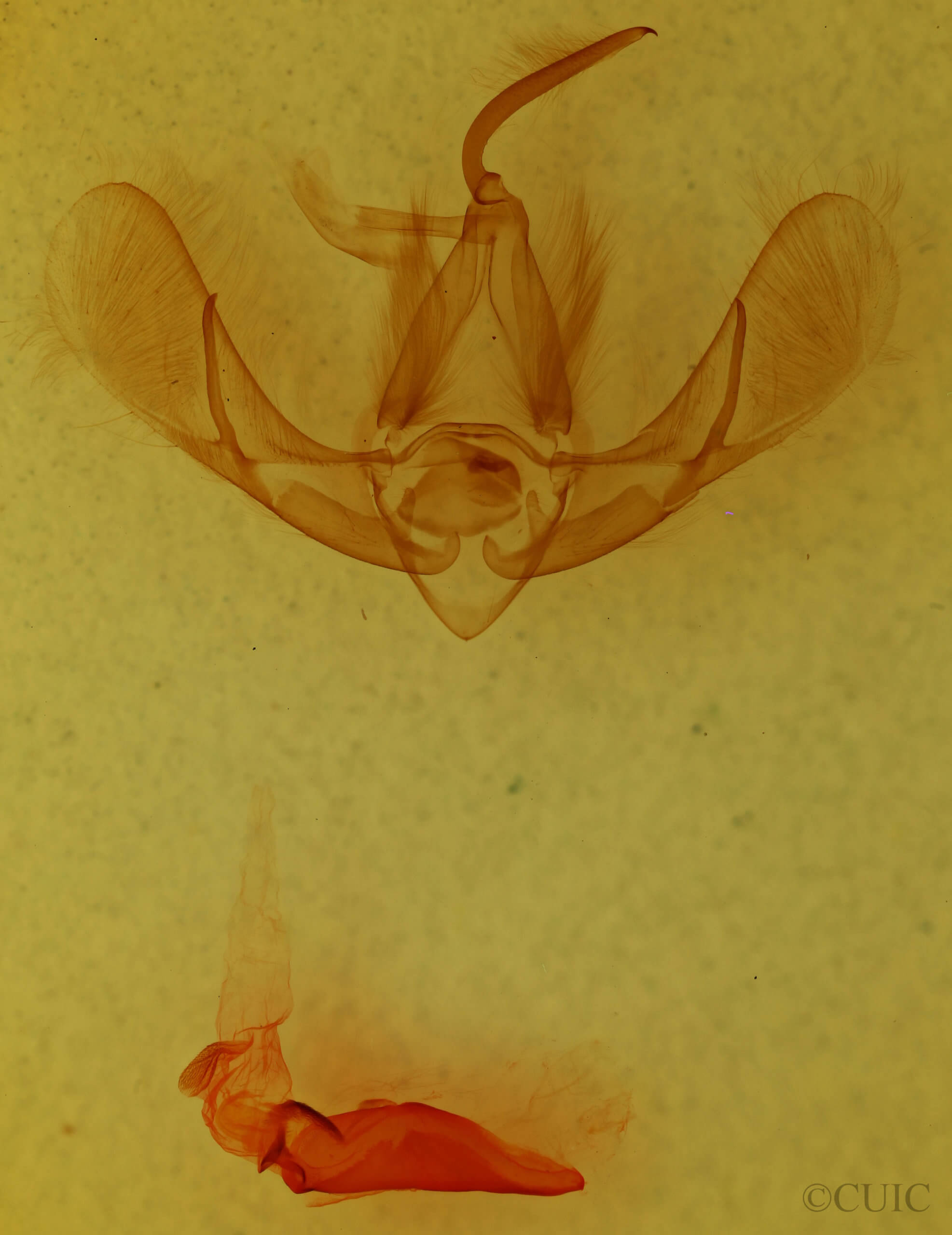 genitalia view of adult Litoprosopus futilis