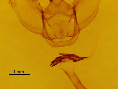 genitalia view of adult Lytrosis sinuosa