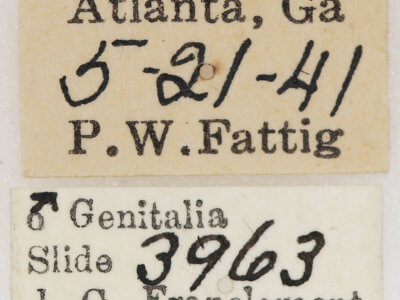 label view of adult Lytrosis sinuosa