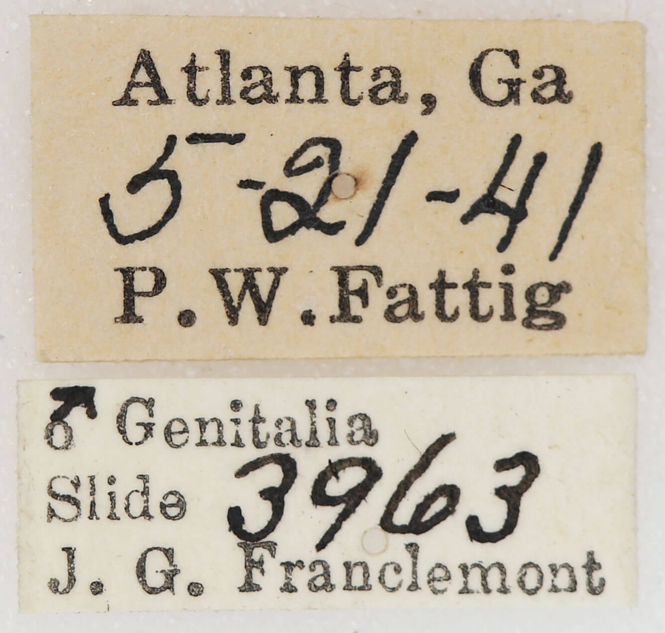 label view of adult Lytrosis sinuosa