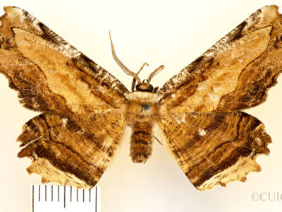 dorsal view of adult Lytrosis sinuosa