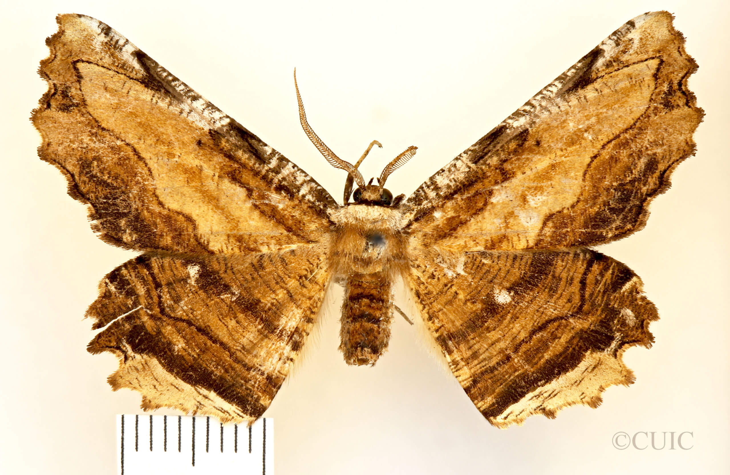 dorsal view of adult Lytrosis sinuosa