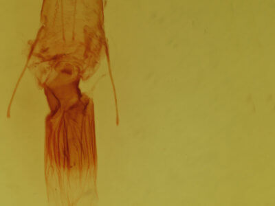 genitalia view of adult Lytrosis unitaria