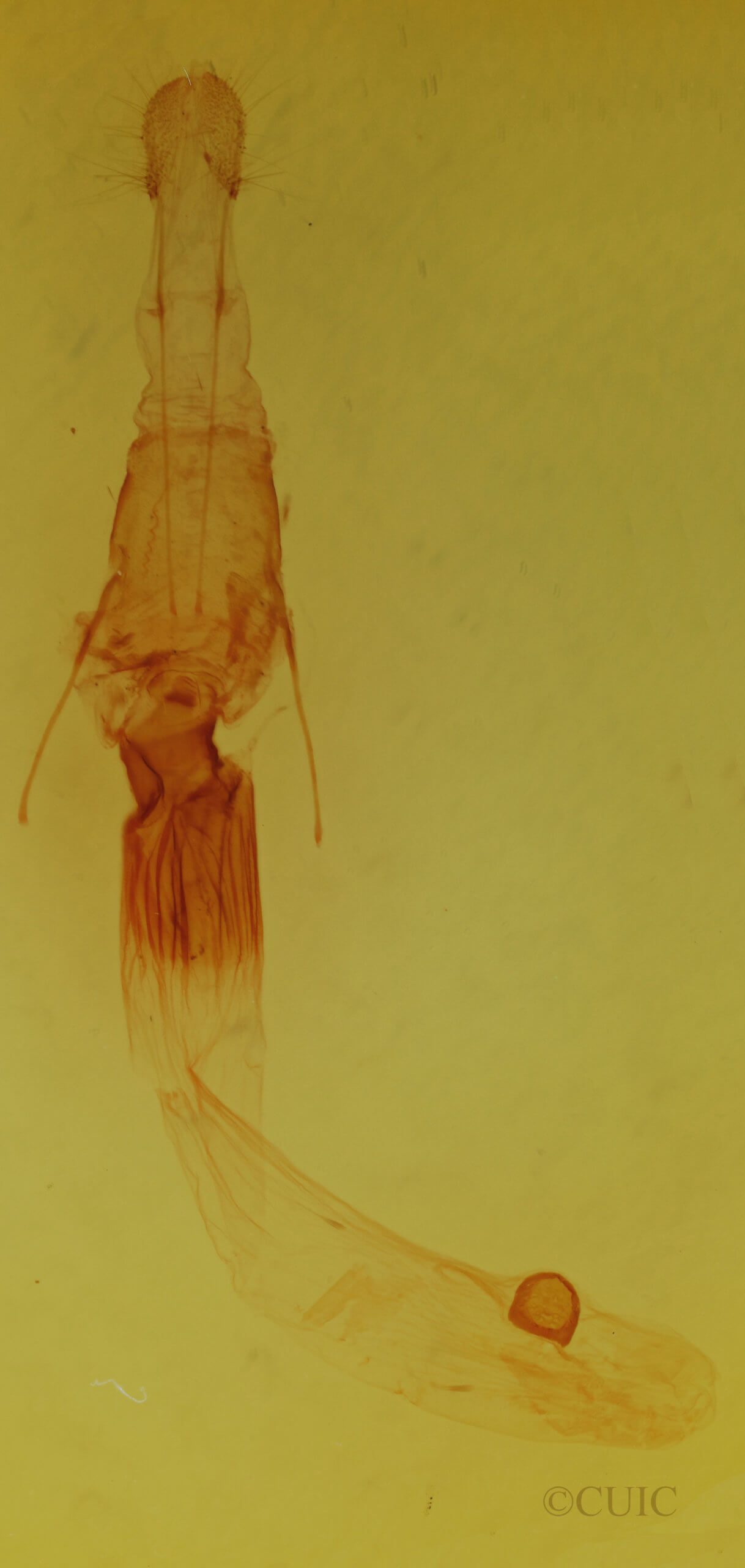 genitalia view of adult Lytrosis unitaria