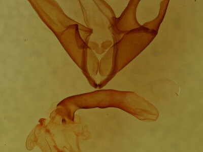 genitalia view of adult Matigramma emmilta