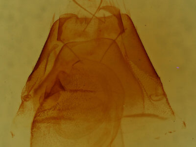 genitalia view of adult Matigramma emmilta