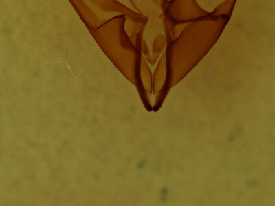 genitalia view of adult Matigramma emmilta