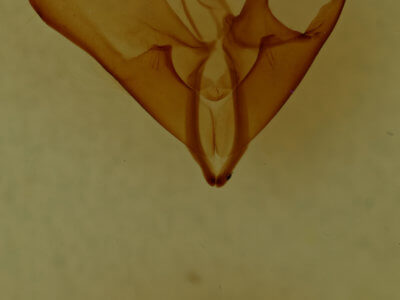 genitalia view of adult Matigramma tepentina