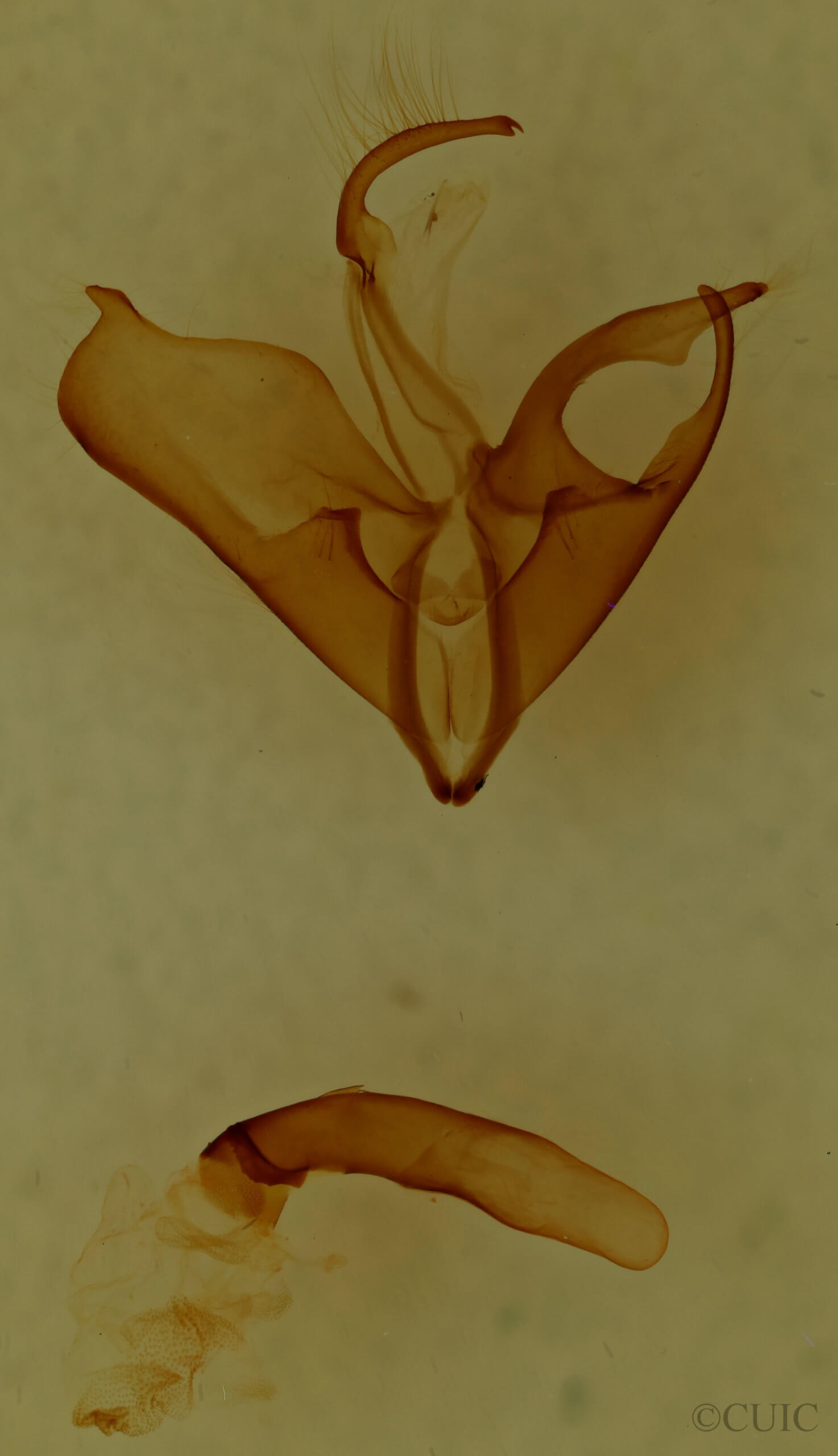 genitalia view of adult Matigramma tepentina