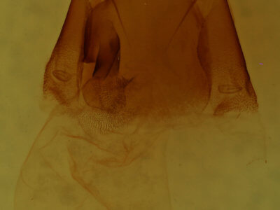 genitalia view of adult Matigramma repentina