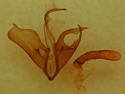 genitalia view of adult Matigramma repentina