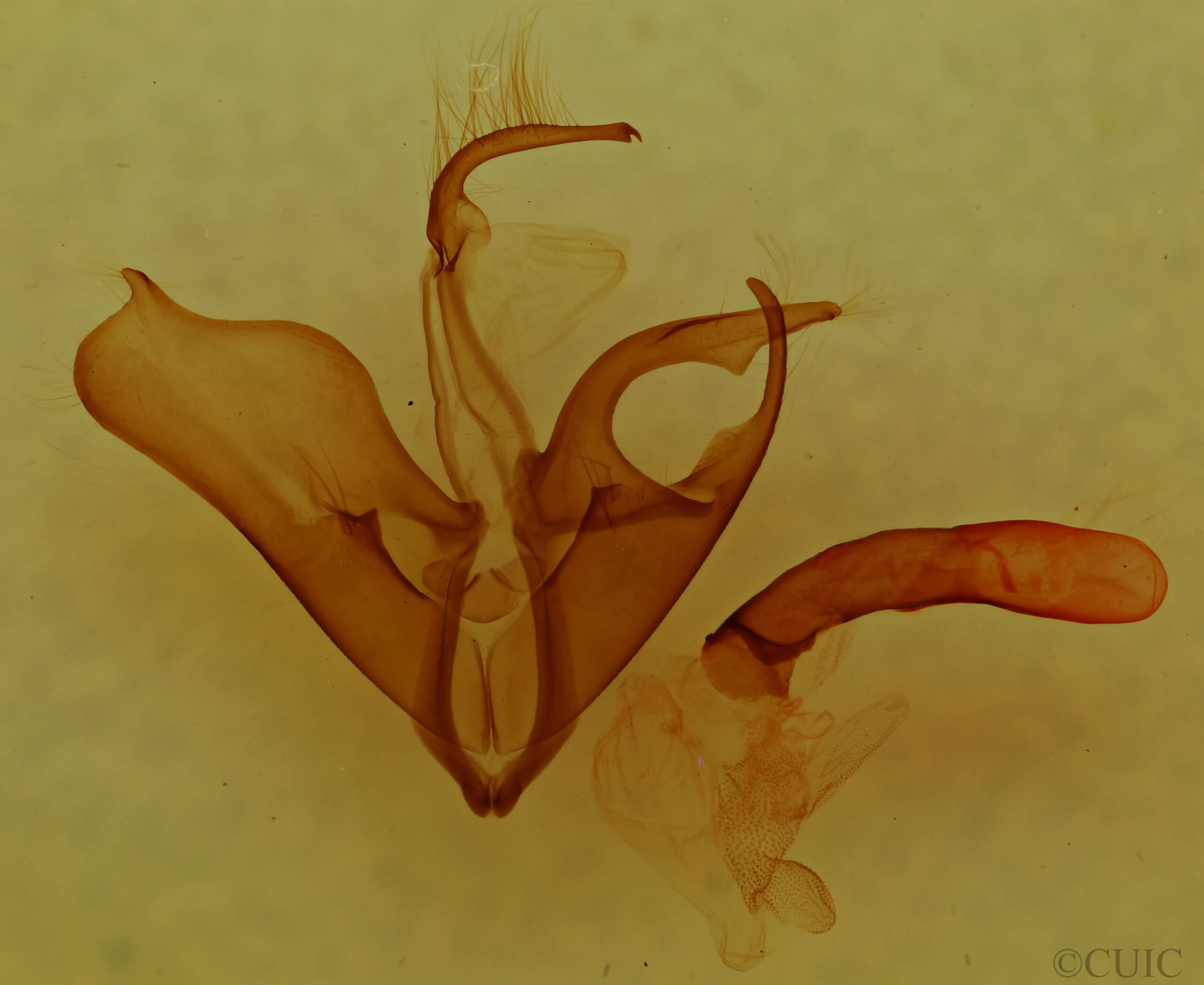 genitalia view of adult Matigramma repentina