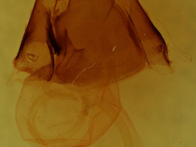 genitalia view of adult Matigramma repentina