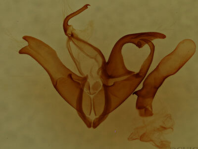 genitalia view of adult Matigramma rubrosuffusa