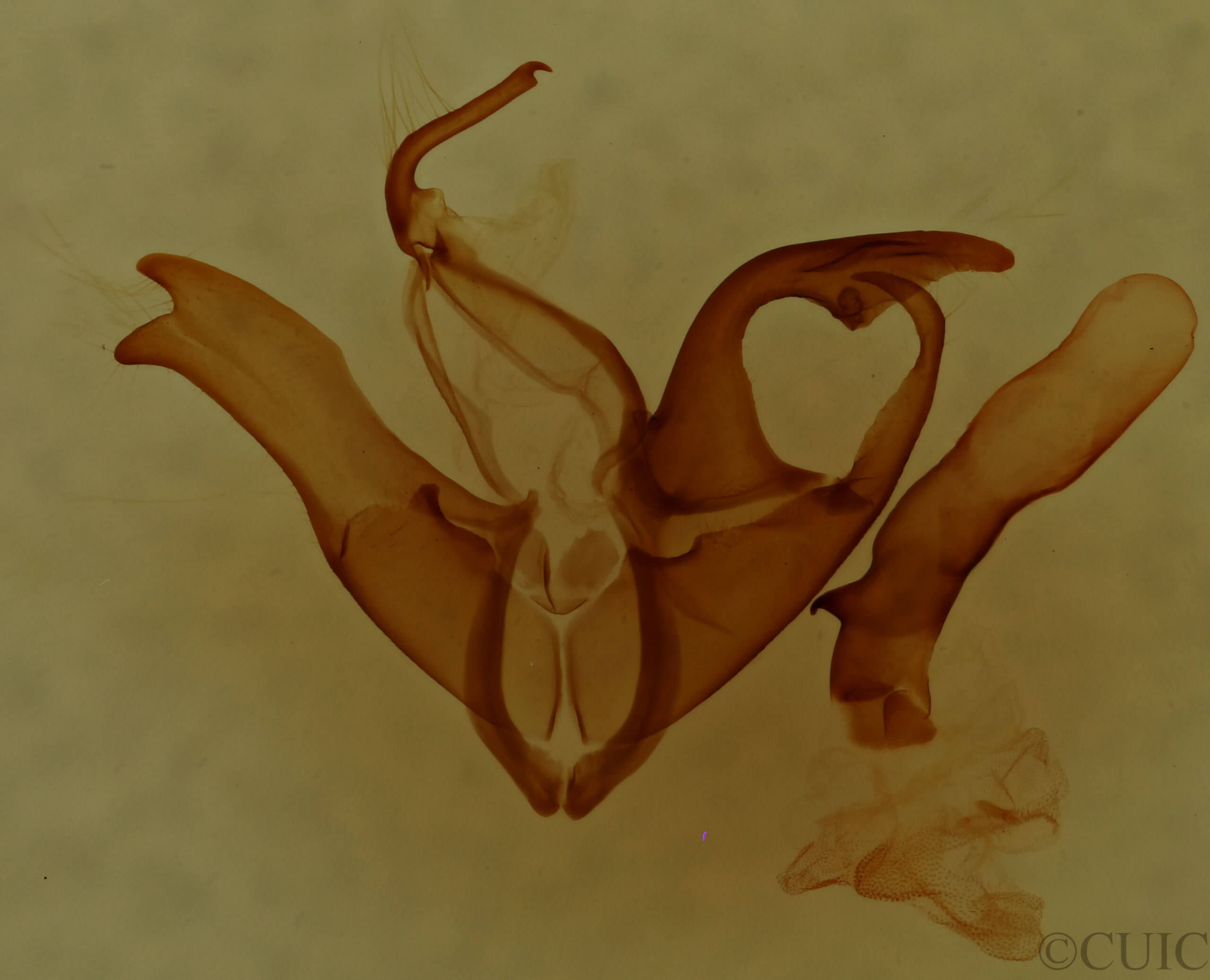 genitalia view of adult Matigramma rubrosuffusa