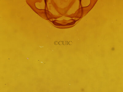 genitalia view of adult Megaspilates mundataria