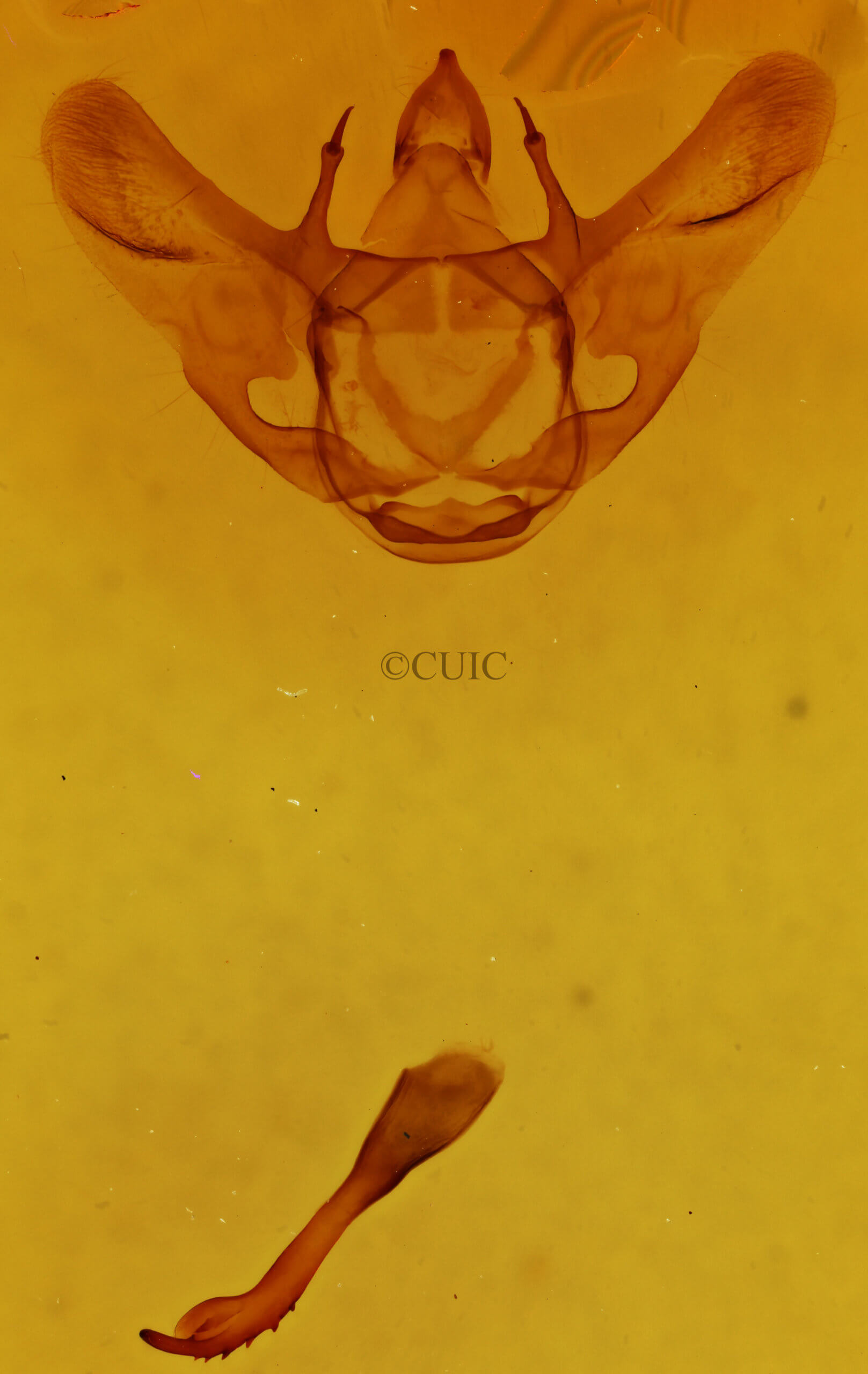 genitalia view of adult Megaspilates mundataria