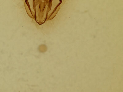 genitalia view of adult Melanolophia canadaria