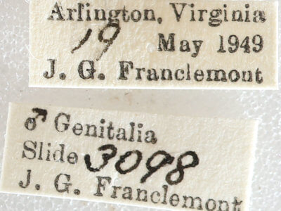 label view of adult Melanolophia canadaria