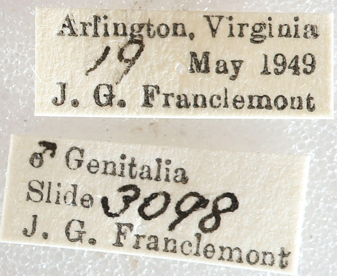 label view of adult Melanolophia canadaria