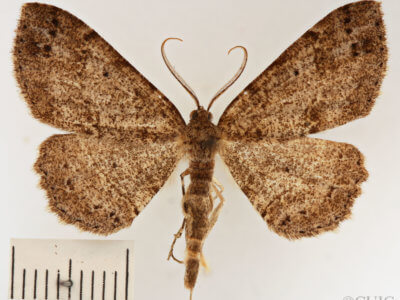dorsal view of adult Melanolophia canadaria