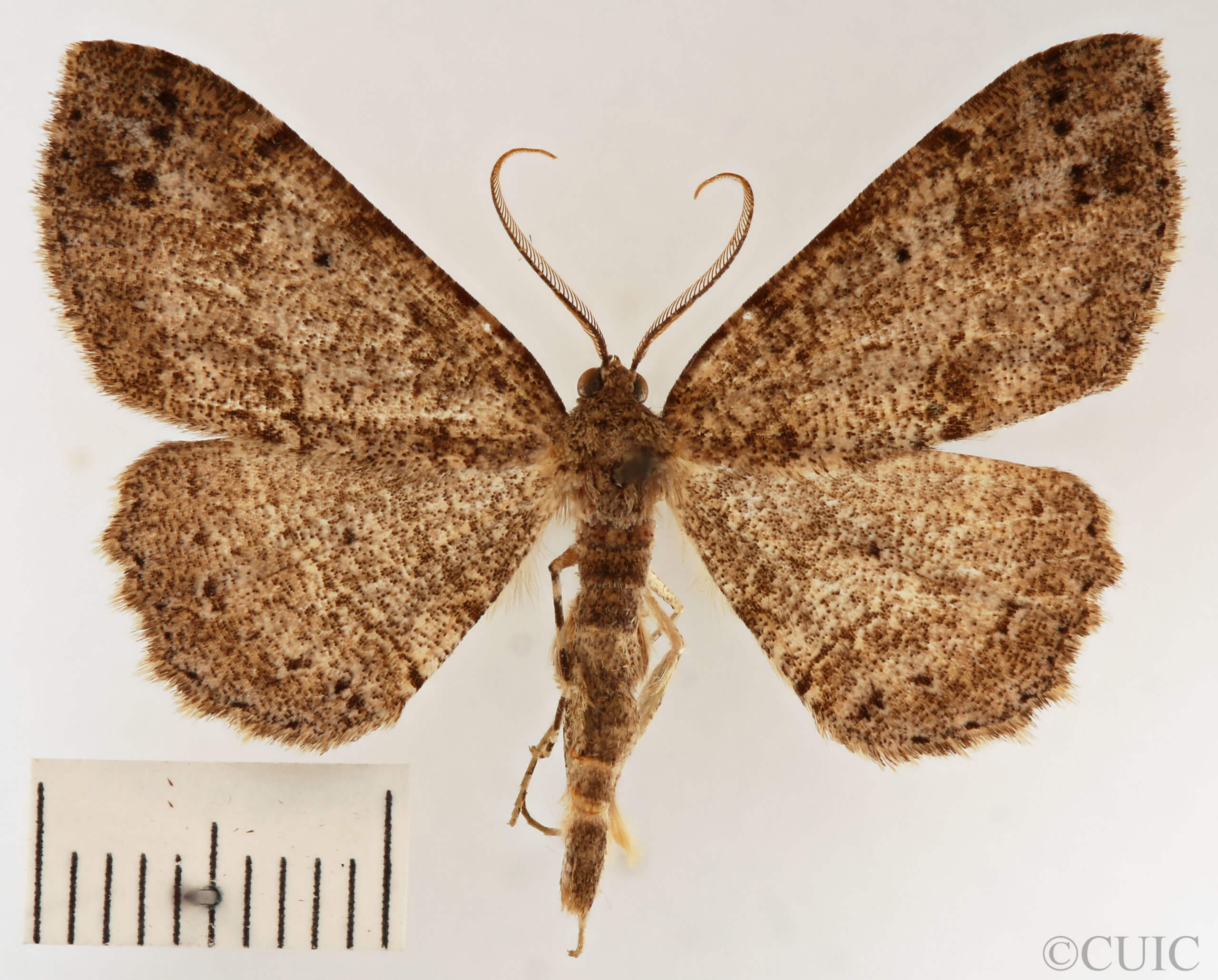 dorsal view of adult Melanolophia canadaria