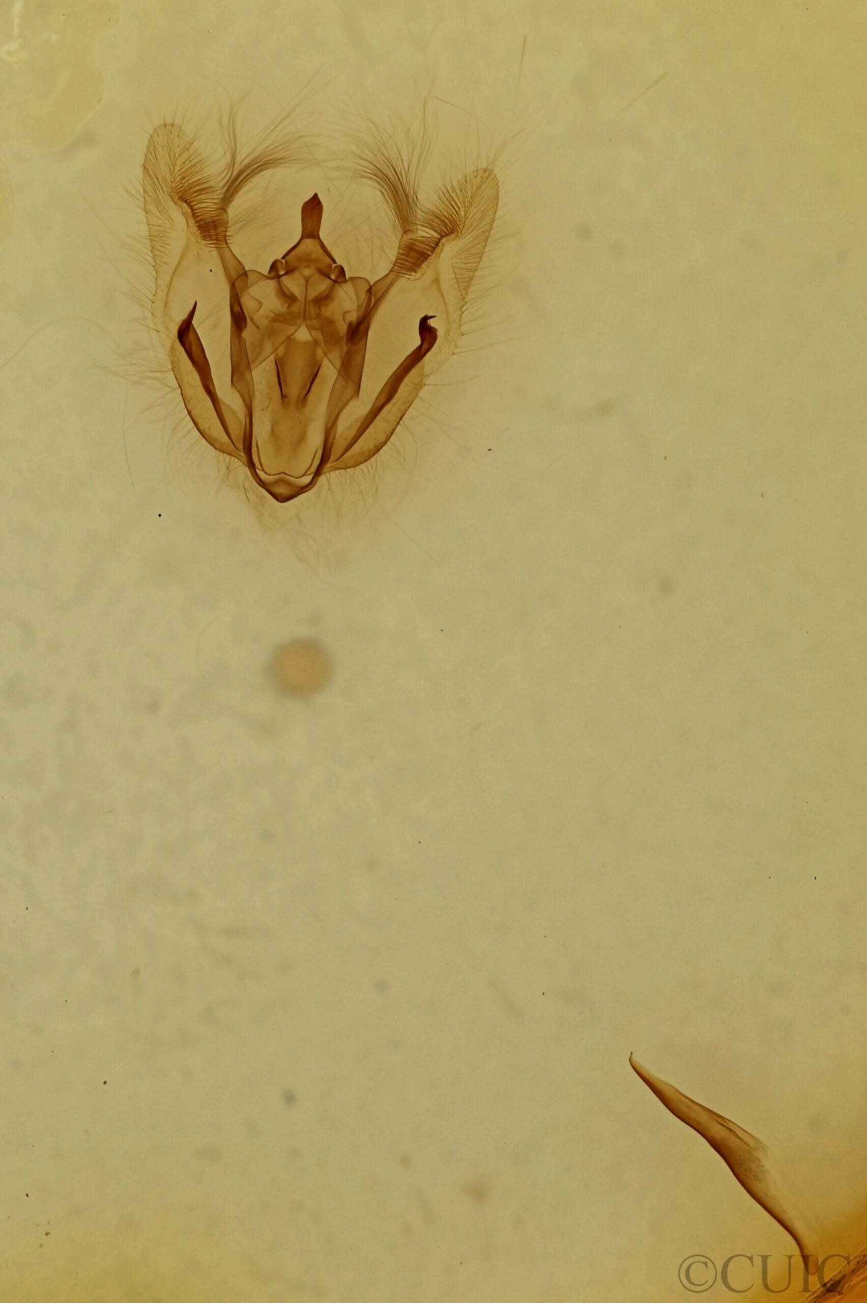 genitalia view of adult Melanolophia canadaria