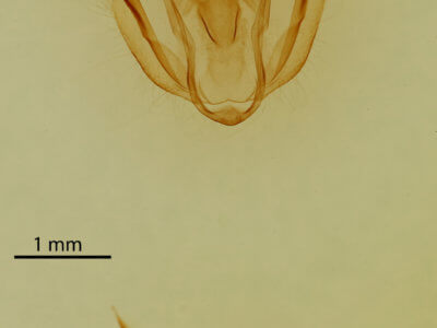 genitalia view of adult Melanolophia canadaria