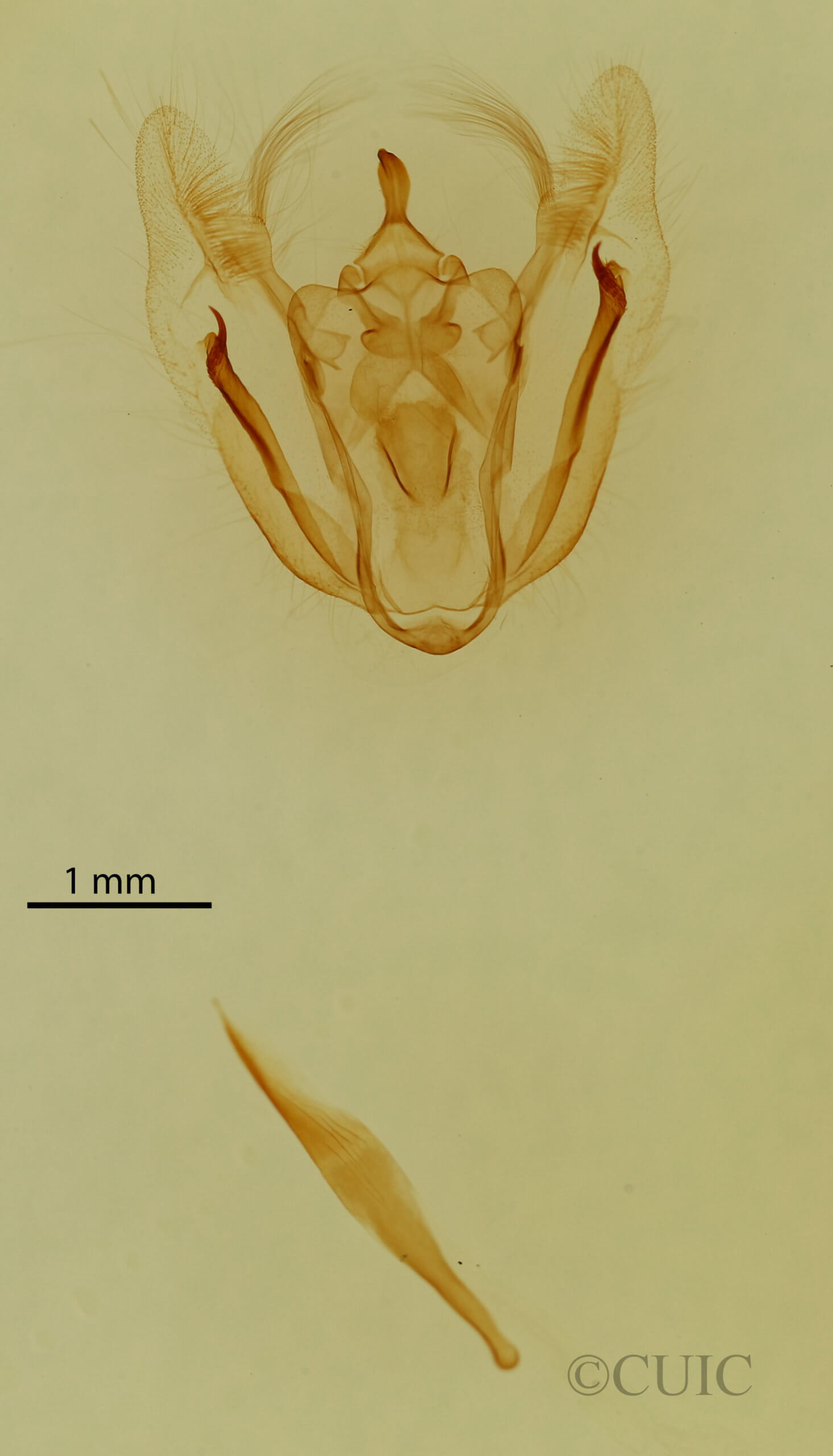 genitalia view of adult Melanolophia canadaria