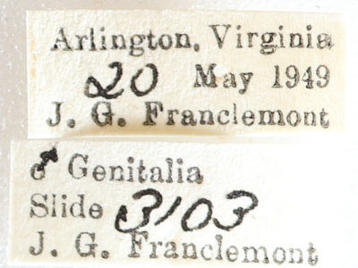 label view of adult Melanolophia canadaria