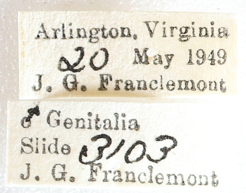 label view of adult Melanolophia canadaria