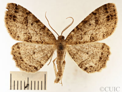 dorsal view of adult Melanolophia canadaria